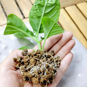 Vente en gros <span class=keywords><strong>Akadama</strong></span> Ibaraki <span class=keywords><strong>Akadama</strong></span> bonsaï <span class=keywords><strong>terre</strong></span> japonais <span class=keywords><strong>Akadama</strong></span> pour la mise en pot - Product Image 2