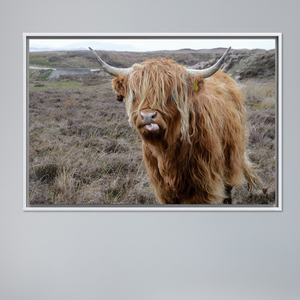 Highland Cattle <b>Canvas</b> Art: Farmhouse Wall Decor Printed <b>Canvas</b>,WHITE <b>FRAMED</b> <b>CANVAS</b> - Product Image 2
