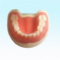 Modelo de entrenamiento Dental para niños, dientes estándar, modelo de dientes deciduos