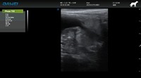 Système d'échographie Doppler couleur EUR VET avec sonde ultra-claire 3D/4D/TDI/Auto IMT/Elastograph pour la capture d'images