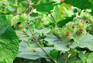 Trà Cắt Rễ Cây Ngưu Bàng Thái Lát Lớn Bán Sỉ Cho Sức Khỏe Khô - Product Image 6