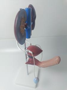 Modèle de système urogénital masculin anatomique de démonstration authentique d'anatomie humaine d'éducation médicale pour la formation de pratique d'enseignement - Product Image 3