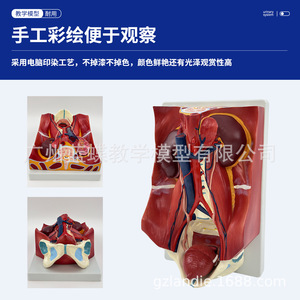 Modelo del sistema urinario humano, pared abdominal posterior, riñones, vejiga, órganos abdominales, anatomía médica y enseñanza médica. - Product Image 3