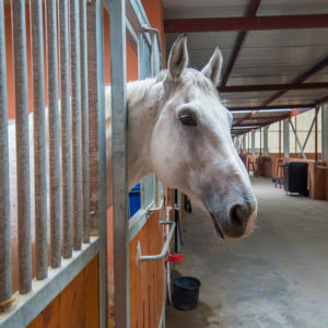 新型便携式马Stable，配有农场必备的齿轮部件 - Product Image 3