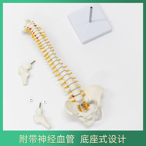 Modèle de colonne vertébrale humaine de taille moyenne FRT017, modèle pédagogique et de démonstration médecin-patient avec bassin et fémur. - Product Image 3