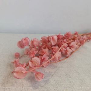 <span class=keywords><strong>Fiori</strong></span> di <span class=keywords><strong>campana</strong></span> conservati naturali reali variopinti all'ingrosso della <span class=keywords><strong>campana</strong></span> della frutta della <span class=keywords><strong>campana</strong></span> per la disposizione floreale - Product Image 6