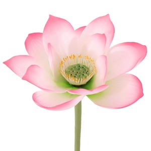 Fleurs artificielles de gardénia et de lotus 30cm-100cm en soie PU avec tiges, pétales et feuilles pour décorations de maison et de mariage - Product Image 5
