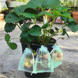 15*20CM Sacs de <span class=keywords><strong>protection</strong></span> <span class=keywords><strong>contre</strong></span> les fruits Sac de <span class=keywords><strong>protection</strong></span> <span class=keywords><strong>contre</strong></span> les insectes et les moustiques Sac de <span class=keywords><strong>protection</strong></span> <span class=keywords><strong>contre</strong></span> la guêpe Frass Birds Cherry - Product Image 6