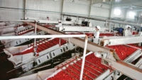 Volledig automatische tomatenverwerkingsapparatuur, turnkey tomatenpuree productielijn, mixer voor tomatensausconcentraat