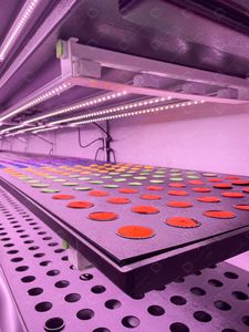 Thông minh nft trang trại dọc thủy canh vận chuyển nông nghiệp <span class=keywords><strong>container</strong></span> nft hệ thống thủy canh - Product Image 3