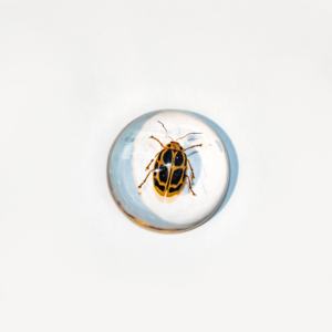 Benji Curated Resin Arthropod Display, Molde Esférico para la Conservación de <span class=keywords><strong>Fauna</strong></span> Silvestre, Pintado a Mano, Motivo de <span class=keywords><strong>Fauna</strong></span> Realista y Auténtico para Pared - Product Image 5