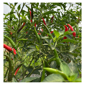 Légumes frais et chili du fabricant vietnamien Emballage personnalisé Prix de transformation bruts - Product Image 2