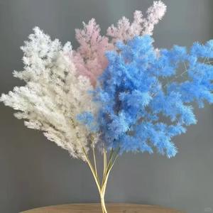 Fleur naturelle séchée et préservée Asparangus, Fleur <span class=keywords><strong>de</strong></span> Pougéa <span class=keywords><strong>de</strong></span> Penglai, Fleur <span class=keywords><strong>de</strong></span> <span class=keywords><strong>Fougère</strong></span> Ming, Effet naturel, Cadeau Saint-Valentin, Noël, Décoration d'intérieur - Product Image 2