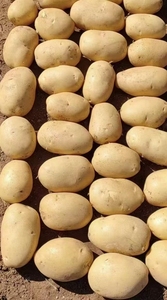 Mùa giải mới khoai tây giá rẻ giá tươi Khoai Tây Rau xuất khẩu trên toàn thế giới Chất lượng cao bán buôn - Product Image 4