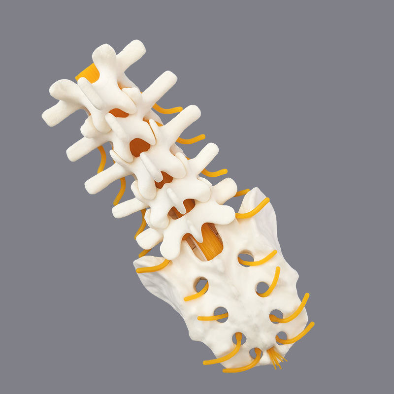 Lombaire 1 au sacrum, racines nerveuses, mousse solide [KR-L1S1-N]