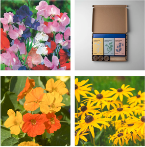 Variétés <span class=keywords><strong>de</strong></span> plantes famille royale <span class=keywords><strong>de</strong></span> <span class=keywords><strong>pois</strong></span> <span class=keywords><strong>et</strong></span> <span class=keywords><strong>capucine</strong></span> champs luisants rudbeckia bleuets mrcoccan menthe cosmos pétillant rose - Product Image 6