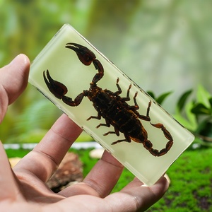 العقرب التحنيط الحقيقي في هدايا عيد الهالويا الراتنج والتعليم العلمي عينات الحشرات للجامع - Product Image 3