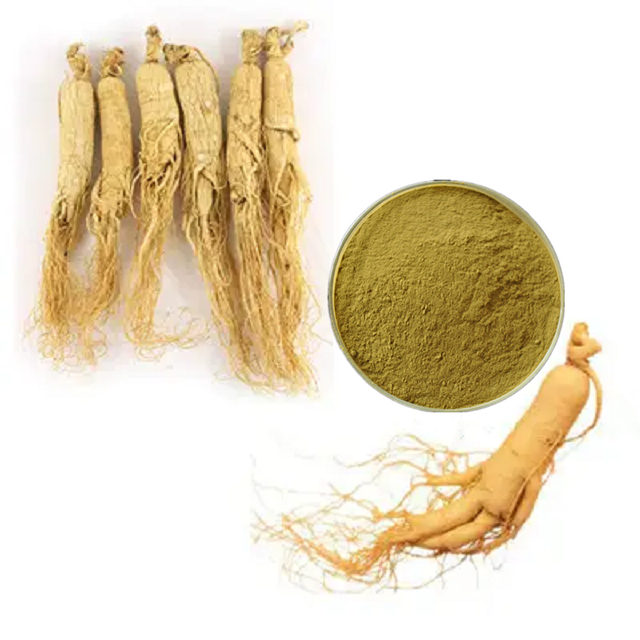 Çin Panax Ginseng özü kırmızı Ginseng kökü ekstraktı