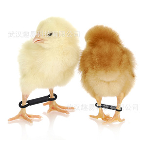 Support de jambe en plastique pour poussins, protège-pattes pour l'assistance à la croissance des jeunes poulets - Product Image 3