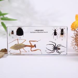 Cubes de présentation de spécimens en résine acrylique pour l'enseignement de la biologie : plantes, <span class=keywords><strong>insectes</strong></span>, papillons, cycles de vie - Product Image 3