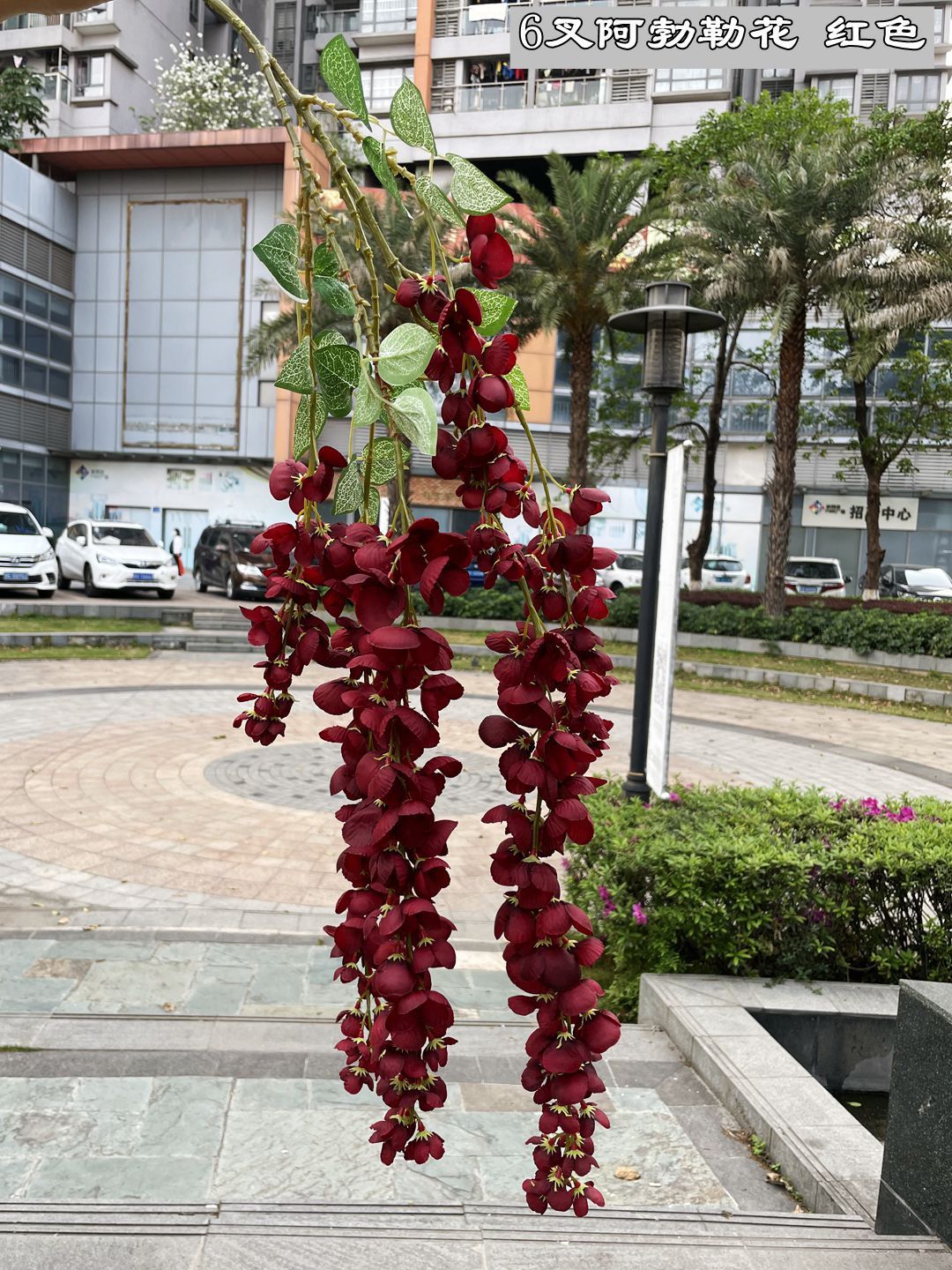 Vite di glicine rosso