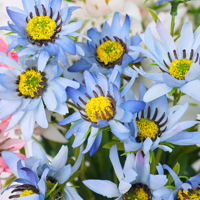 Bouquet de marguerites artificielles en soie réalistes et décoratives pour mariage, banquet, maison, arrangement de vase de table
