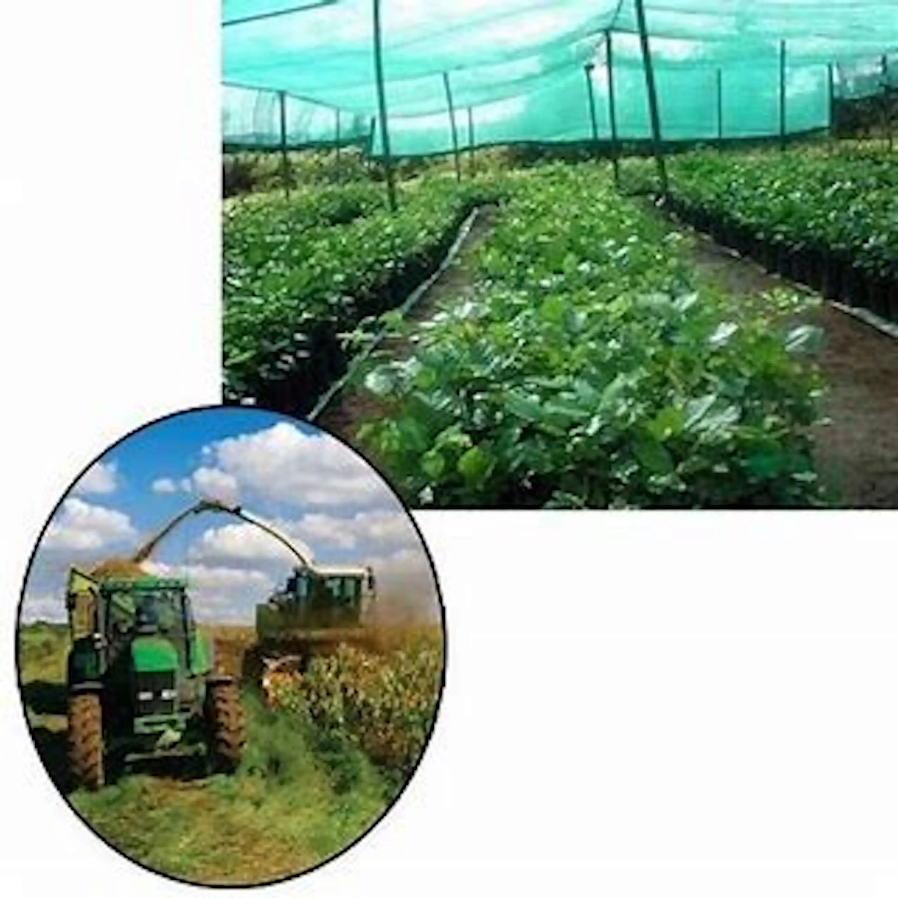 Groothandel Agro Mono Schaduw Netto Plastic Schaduw Netto Agrarische Schaduw Netto Supply Beschikbaar Buurt Van Champapet In