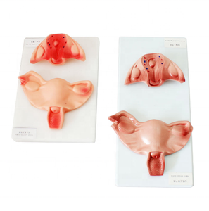 Modèle de développement de la grossesse humaine Modèle d'anatomie médicale Modèle d'éducation Fournitures d'enseignement Formation d'infirmière - Product Image 2