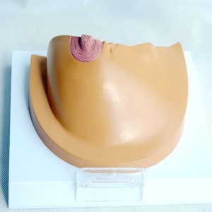 Modelo Anatómico de Seno Humano para Patología y Enfermedades, Material de PVC para Aprendizaje y Entrenamiento en Ciencias Médicas - Product Image 3