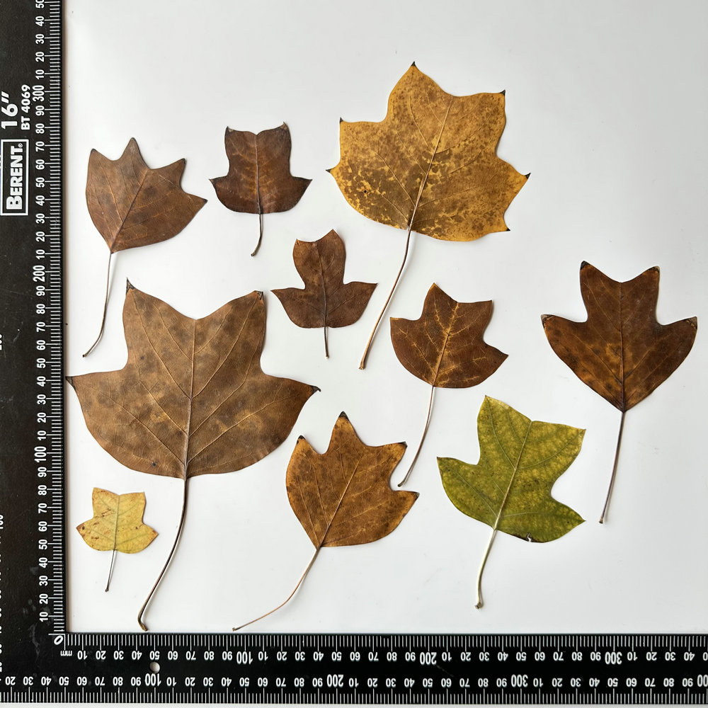 Feuille d'arbre de la tulipe MH445 chinoise