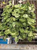Alocasia Dragon Scale Mint Variegata, Plantes de culture tissulaire, Plaques de semis en gros 3-5cm, Semis de plantes d'intérieur rares