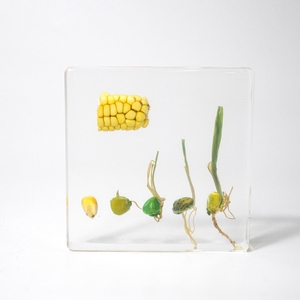 Bloque de resina transparente alto, plantas, espécimen de resina, juguetes de exploración natural para la enseñanza - Product Image 2