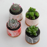 Pots de plantes à motifs de marbre nordique, jardinière succulente, Pot de fleurs en céramique, vente en gros