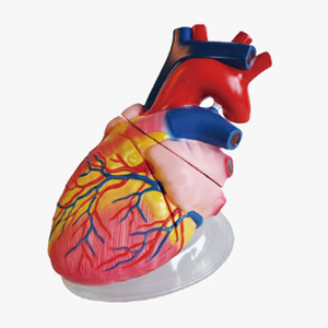 GelsonLab HSBM-231 100X arteria humano modelo <span class=keywords><strong>ganglios</strong></span> <span class=keywords><strong>linfáticos</strong></span> modelo - Product Image 4