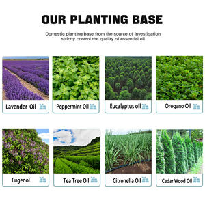 Prix de gros du fabricant Huile essentielle 100% pure biologique pressée à froid d'eucalyptus, d'arbre à thé, de lavande, de menthe poivrée, de citronnelle et d'ylang-ylang - Product Image 3