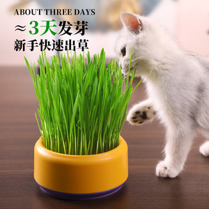 Maceta de diseño original para hierba gatera, caja de cultivo hidropónico para hierba gatera, semillas de hierba gatera, remedio para bolas de pelo de gato, fábrica de artículos para mascotas - Product Image 2