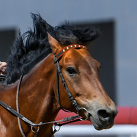 Bandeau lumineux LED cheval, vente en gros, usine,