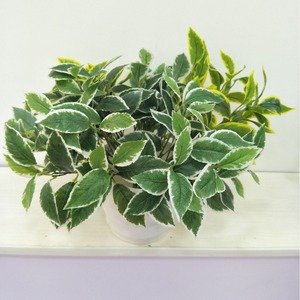 Plantes vertes artificielles Queyiyi, feuilles à bordure blanche de 30 cm à 100 cm, décoration intérieure, accessoires de photographie - Product Image 1
