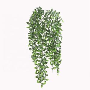 Planta Colgante <span class=keywords><strong>de</strong></span> Callisia Elegans, Vibrante y Variegada, con Elegante Caimiento, Ideal para Decoración Interior y Exterior con <span class=keywords><strong>Sombra</strong></span> - Product Image 4