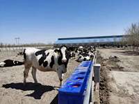 Abreuvoir pour animaux de ferme, vache, mouton, en plastique homothermique, à flotteur, à longue durée d'utilisation et anti-gaspillage