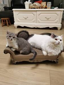 <span class=keywords><strong>Griffoir</strong></span> pour <span class=keywords><strong>chat</strong></span> en <span class=keywords><strong>carton</strong></span> ondulé en vente chaude - Product Image 2