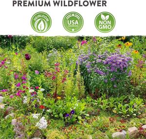 Commerce de gros populaire Home Grown Premium Texas fleur sauvage pour la plantation <span class=keywords><strong>en</strong></span> <span class=keywords><strong>plein</strong></span> air - Product Image 6