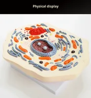 Modèle de cellule animale, structure microscopique, anatomie, membrane cellulaire, cytoplasm, noyau, mitochondrie, plastique, Chine
