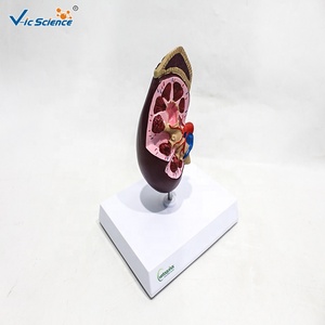 Modelo Anatómico de Riñón Humano Desmontable de PVC para Demostración en Enfermería Clínica y Enseñanza de Anatomía CE/ISO/ROHS/CNAS - Product Image 2