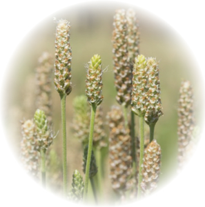 Wholesale Bulk Best Price <strong>Psyllium</strong> <strong>Husk</strong> Fiber <strong>Powder</strong> <strong>Psyllium</strong> Seed <strong>Husks</strong> Extract <strong>98</strong>% 99% Bulk <strong>Psyllium</strong> <strong>Husk</strong> <strong>Powder</strong> - Product Image 3