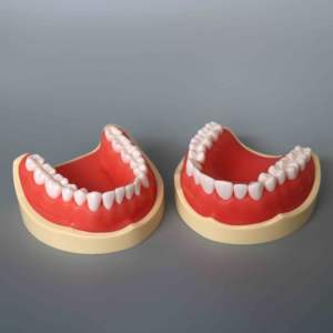 Modello dentale di presa di fabbrica 860 modelli dimostrativi di 32 denti - Product Image 3