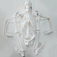 DARHMMY Haute Qualité 45cm Mini Squelette Humain Modèle Produit Scientifique Médical pour les Écoles