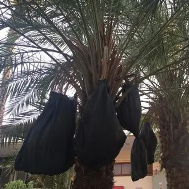 Middle East Market date palm bags date palm protection net bags with UV