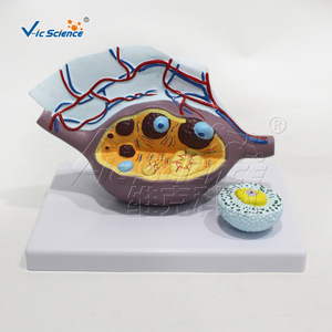 Modèle anatomique magnifié de l'ovaire ; outil pédagogique pour l'enseignement de la structure du système reproducteur féminin ; modèle pédagogique d'organe humain. - Product Image 3