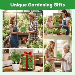 Kit de démarrage de jardin d'herbes aromatiques d'intérieur PLANTMEW - Convient aux débutants - Graines d'herbes culinaires non-OGM - <span class=keywords><strong>Cadeau</strong></span> unique <span class=keywords><strong>pour</strong></span> les femmes - Anniversaire - Product Image 3